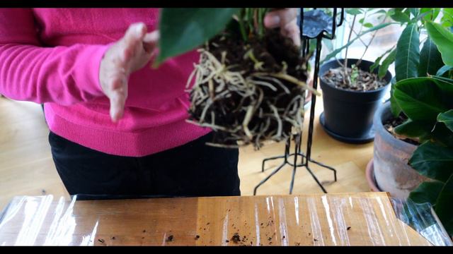 PINK ANTHURIUM PLANT INDOOR / DIVIDING/PLANTING ANTHURIUM / BEST INDOOR PLANT / CARE FOR ANTHURIU смотреть онлайн