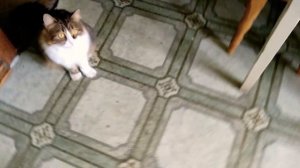 Что делать если кошка отказывается есть