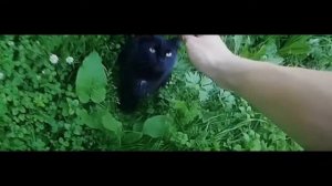 СОБАКИ НАПАЛИ НА КОТОВ!!! СПАС КОТЯТ!!!