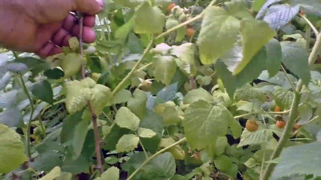 Пять великих озёр и малина кругом