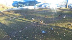 ПРИОЗЕРСК | ГОРОД СОРАЗМЕРНЫЙ ЧЕЛОВЕКУ | ЭКСКУРСИЯ ПО ОДНОМУ ИЗ ЛУЧШИХ ГОРОДОВ ЛЕНОБЛАСТИ