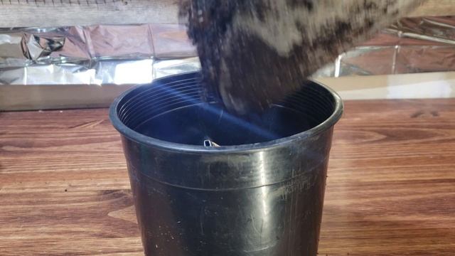 Growing Green Onions Indoors смотреть онлайн