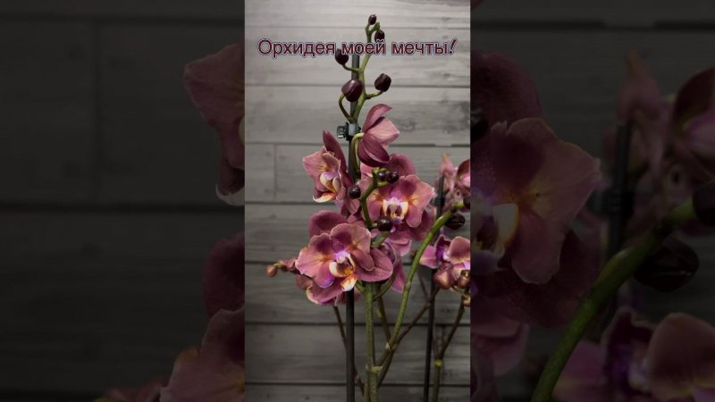 #орхидеи #орхідеї #голландскиеорхидеи #данапротасова #квіти #orchid