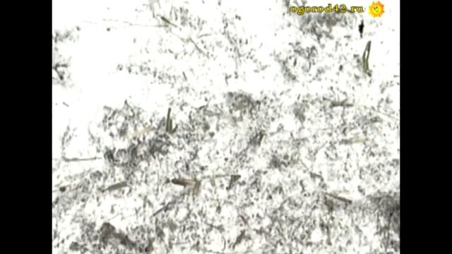 Теплица готовится к весне смотреть онлайн