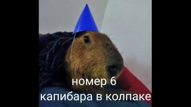 ?Топ 10 смешных капибар? | ✨Подборка мемов капибара✨