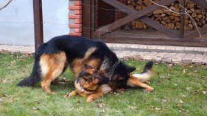 Фотографируем собак. Photographing dogs. Кайзер и Дели. German Shepherd.