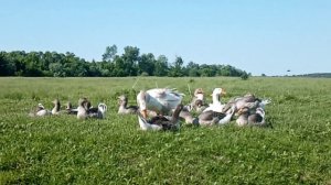 Стадо гусей на пастбище.