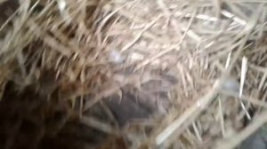 Наседки/гусыня/утка/квочка/гусиное яйцо