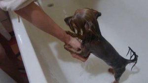 СТЕРИЛИЗАЦИЯ ЙОРКА. Делать или нет стерилизацию? Мы это пережили.