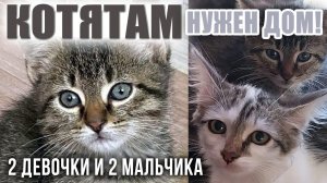 КОТЯТАМ нужен ДОМ❗❗ 2 мальчика + 2 девочки ждут любящую семью ❗ РЕПОСТ, Друзья ❗