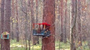 гдетовсибири⚡Канск⚡Сосновый бор сегодня#кан#солнечный#канск#белка#кормушкадляптиц#игрыбелок#осень