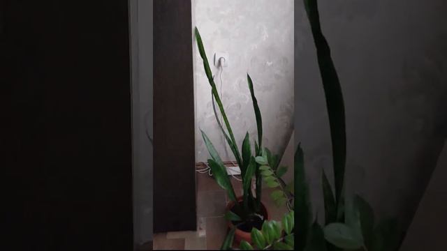 Комнатные цветы у моей Мамы. Обзор цветов моей Мамы. смотреть онлайн