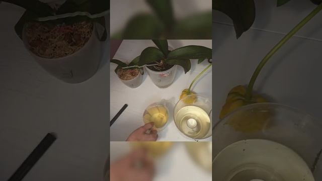 Стимулятор Изабион на орхидеях, експеримент начался