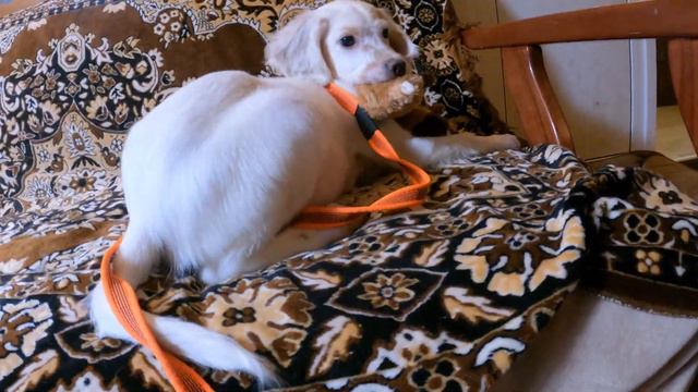 Щенки Момо и Стива смотреть онлайн