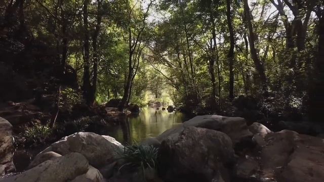 Медитация "Из жадности в изобилие" | Эмоциональное освобождение | Медитация изобилия смотреть онлайн