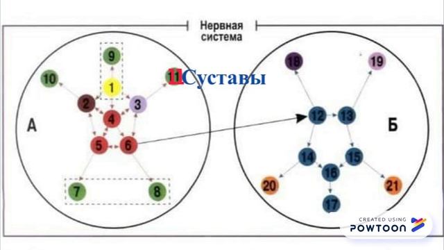 ВИСЦЕРАЛЬНЫЙ МАССАЖ Круги взаимодействия при висцеральной терапии