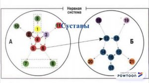 ВИСЦЕРАЛЬНЫЙ МАССАЖ Круги взаимодействия при висцеральной терапии