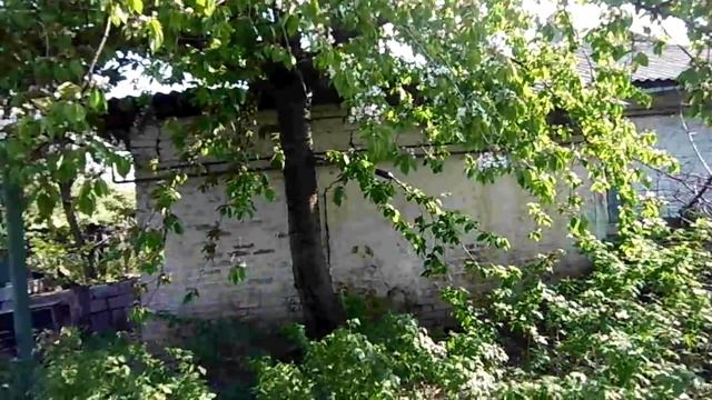 Эксперименты с Прививкой Деревьев. О чем Лгут?! Черешня к Вишни. Окулировка смотреть онлайн