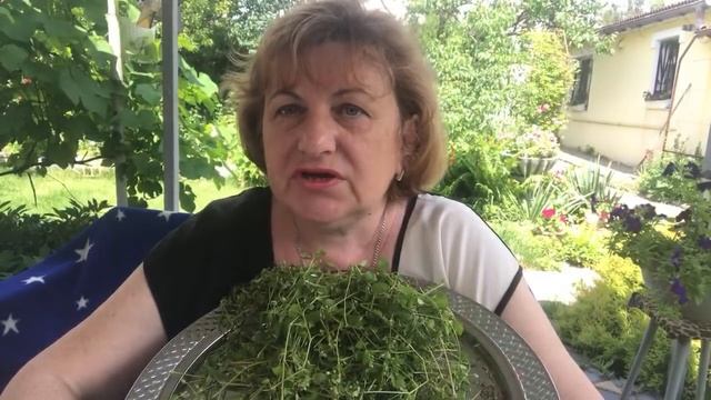 Мокрица - звёздная трава для здоровья ! А вы боретесь с ней !