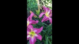 #Neon_ Flamingo_Лилейник_ Неон_ Фламинго#.Лилейники -красивые садовые цветы.