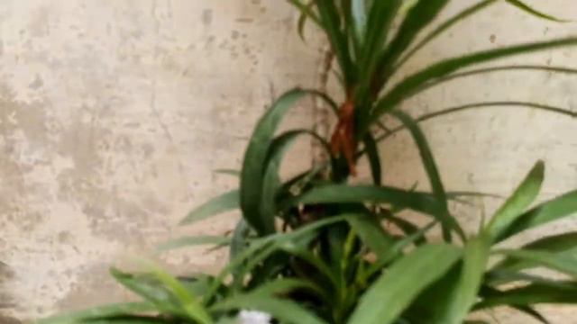 14 August walay din hummaray ghar main white phoolon wala poda смотреть онлайн