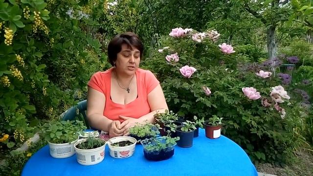 Рассада цветов:дельфиниум,аквилегия,обриета,львиный зев,многолетний лен,портулак. смотреть онлайн