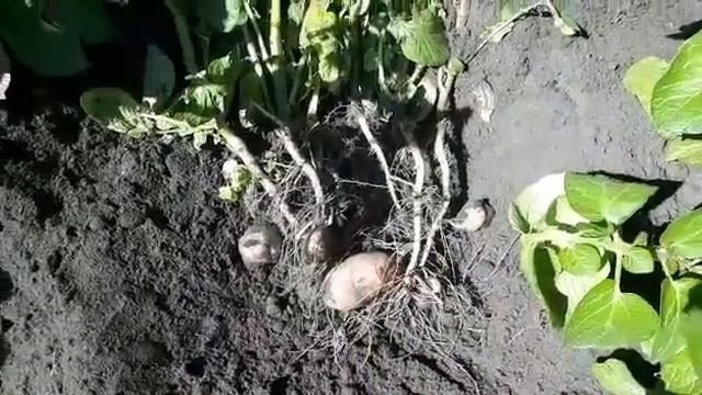 Сорт картофеля Мемфис (селекция HZPC). Период вегетации в Липецкой области. Июнь 2020