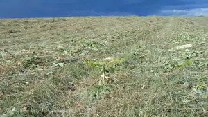 Борщевик Сосновского: можно ли его победить? Кривошеина М.Г.