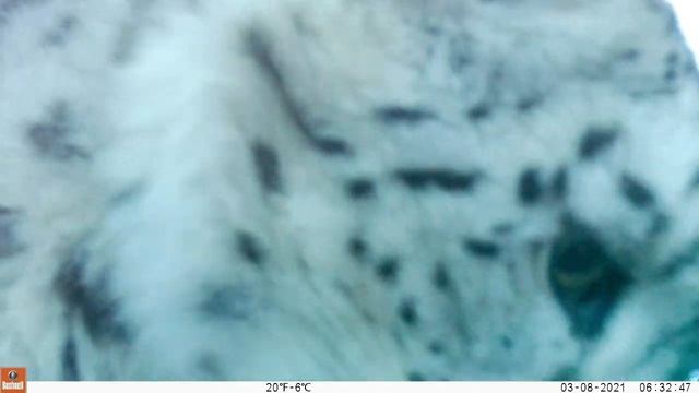 Снежный барс играет с ремнями фотоловушки смотреть онлайн