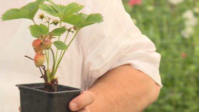 Рассада земляники от НПО "Сады России" смотреть онлайн