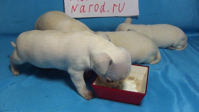 Продажа чихуахуа