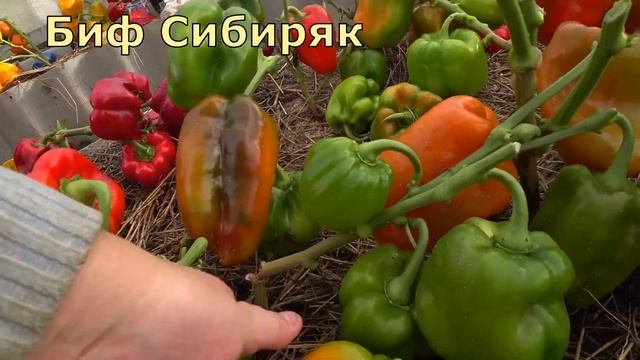 ПЕРЕЦ урожай-21/Обзор по видам/Без ухода/Не справляюсь