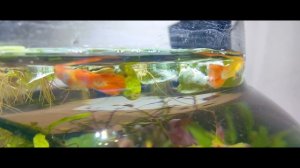 Guppy Fries | Orange Red Guppies | No CO2, No Filter, No Ferts Planted Bowl