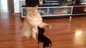 Мейн Кун и маленький песик!!!