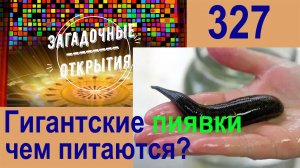 Гигантские пиявки. Чем они питаются? З/О_327.