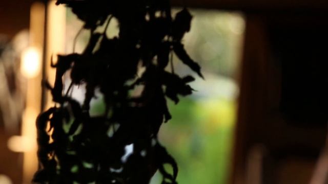 Dacha смотреть онлайн