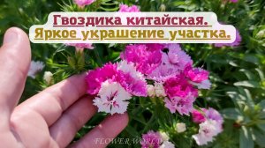 Гвоздика китайская. Яркое украшение участка.?