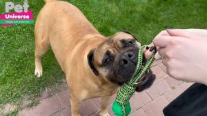 PU6002GN Игрушка для собак Pet Universe Мяч с канатом и петлёй для дрессуры, размер 30*5 см