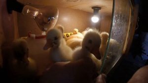 Инкубация гусят - первый опыт