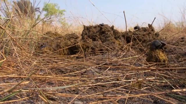 Река Замбези Дикие реки Африки