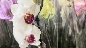 Обзор Орхидей ( Одесса садовый центр )