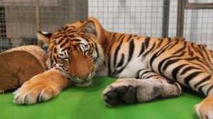 Как спят животные?