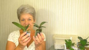 ОРХИДЕИ МАЛЫШИ. ПЕРЕСАДКА ПОСЛЕ ПОКУПКИ. // ЗАЦВЕТАЮТ АЗИАТСКИЕ ОРХИДЕИ МАЛЫШИ ИЗ ПОЧТОВОЙ ПОСЫЛКИ.