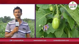 How to Get High Profits in Brinjal and Ridge Gourd Farming || Profitable Crops || SumanTV Rythu