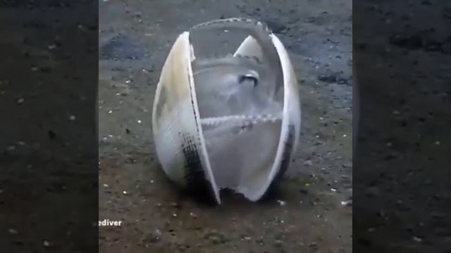 Осьминог прячется в раковину. Чудо природы смотреть онлайн