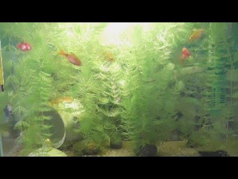 Барбысы. смотреть онлайн