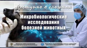 Микробиологические исследования болезней животных