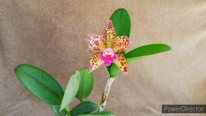 Цветение каттлеи Blc.Waianae Leopard. Орхидея из Азии. #blcwaianaeleopard #цветениекаттлеи #cattley