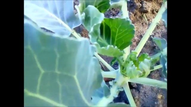 Обрабатываем капусту от болезней и вредителей смотреть онлайн