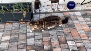 Три кота мейн-куна, тройная красота!